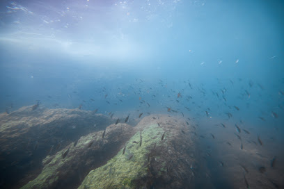 Diving Group Portofino