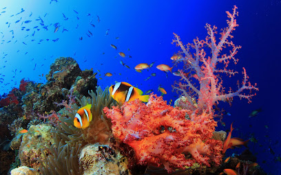 Withaai Divers Scuola Sub Torino
