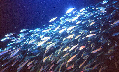 Unica Diving Elba