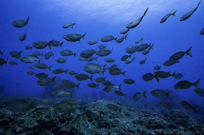 Terraferma diving