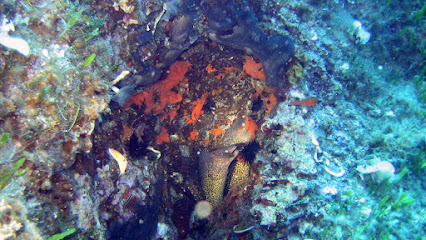 Corsi Sub Roma Diving Line - Scuola d'immersioni