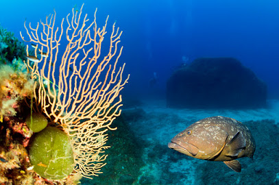 BLU INFINITO Diving Center