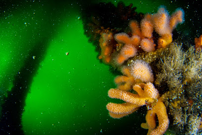 Trondheim Underwater Explorers