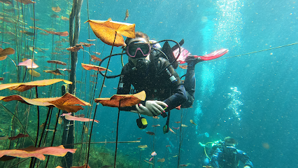 Diving courses - Divemania
