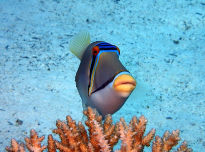 Unicorn Divers