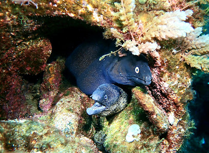 DivinGraciosa