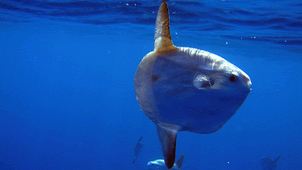 Haliotis Dive Center Peniche