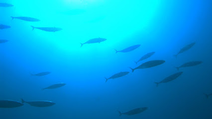DiveSpot - Dive center