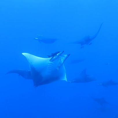 Santa Maria Dive Expeditions