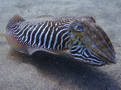 Dive Point 57 Deutsche Tauchschule Costa Teguise