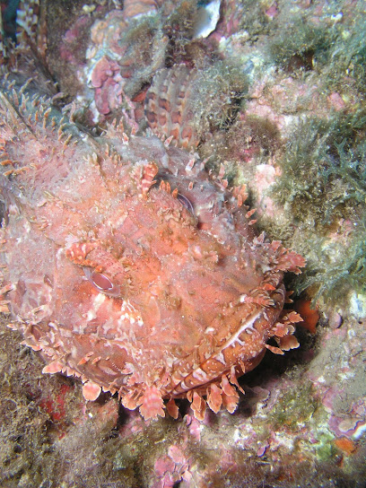 YoBuceo Calahonda Granada