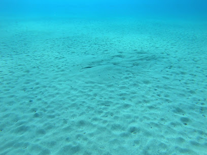 Angel Shark Diving