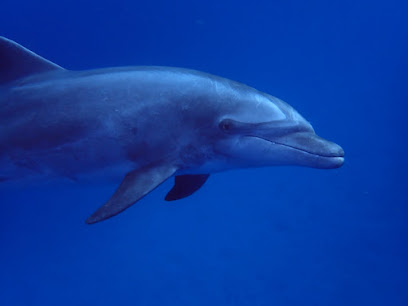 Zeus Dive Center Tenerife