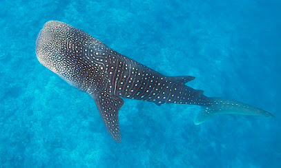 Subexplor