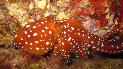 Dream Dive. Centro buceo Tossa de Mar
