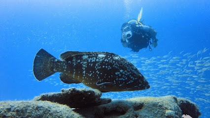 Fuerteventura Diving