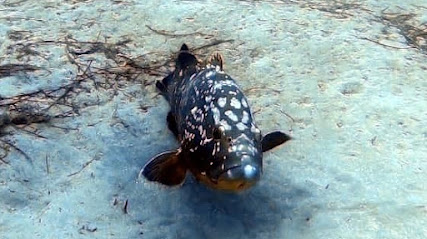 Dive Pro Fuerte