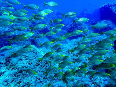 Atlantic Divers Tenerife