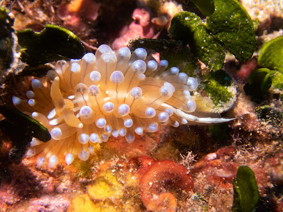 Diving Triton Llafranc