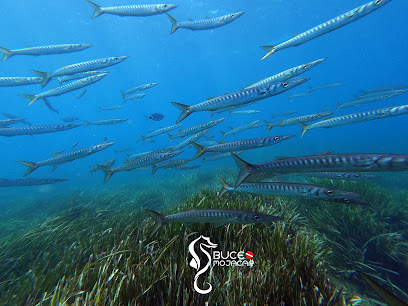 Buceo Mojacar