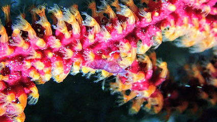 Aquatis Diving Lanzarote