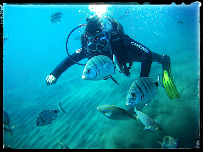 Canary Diving