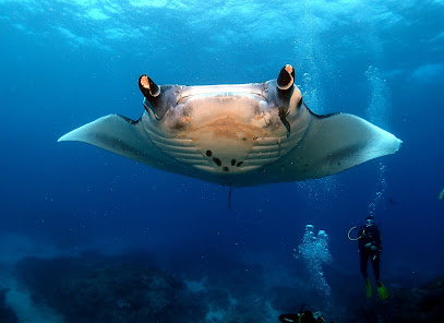 Dive UK Travel