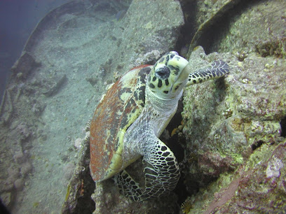 Scuba in the Weald