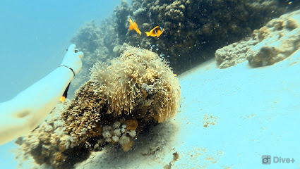 Dive Addicts