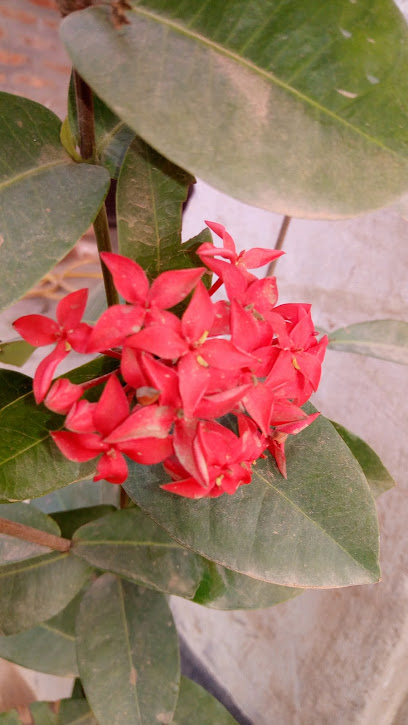 মোঃ সালমান আহমেদ