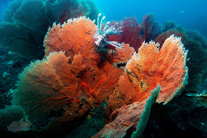 Temple Adventures - Scuba Diving Courses