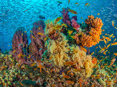 DIVE India