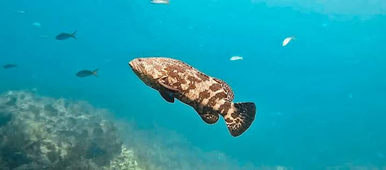 Shri Swami Scuba Diving