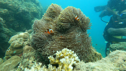 Explore The Depth Scuba Diving