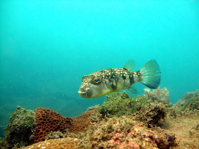 Anway Underwater Services