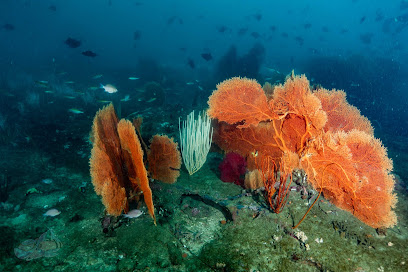 Temple Adventures - Scuba Diving Experience Center