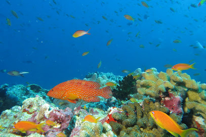 Ocean Nomads Dive Travel