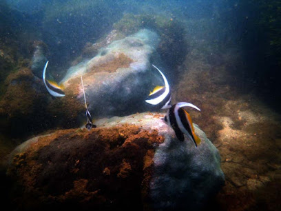 Tarkarli Scuba Diving