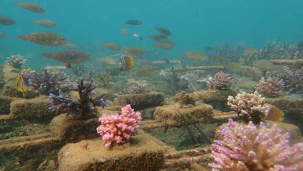 Tempat snorkling carita anyer