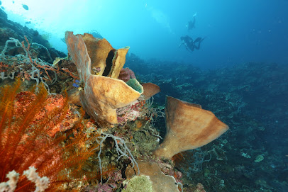 SALVADOR DIVING CENTER GORONTALO (dive operator Gorontalo))