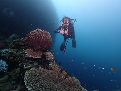Ocean Tree Bali - Diving in Amed