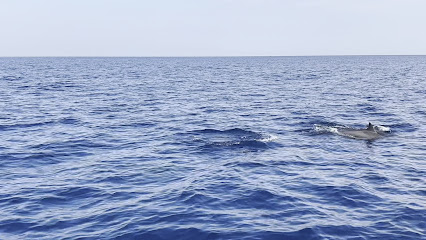 bli patas Patas Dolphin and fishing trip in lovina