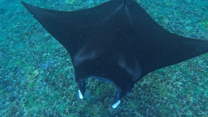 Snorkeling Manta Rays Nusa Penida