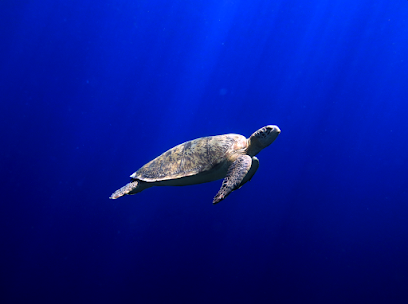 DSM Dive on Lombok