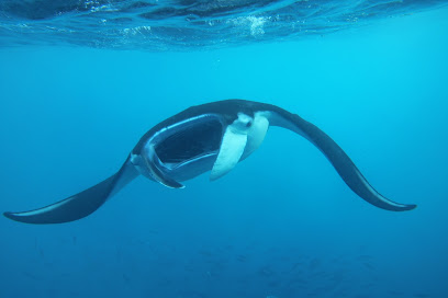 Divers Paradise Penida