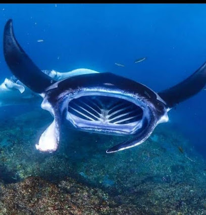 SNORKELING WITH MANTA