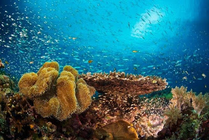 Lazy Turtle Dive Alor