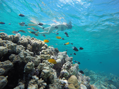 Menjangan Snorkeling & Ijen 🏔️ Pemuteran Activities