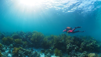 Lembata Dive Operator