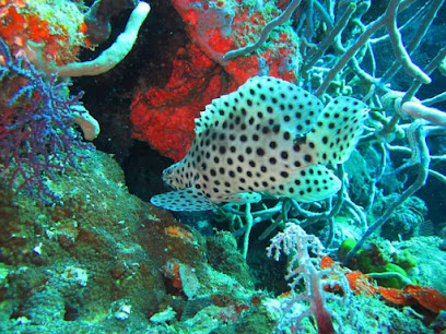 Snorkeling